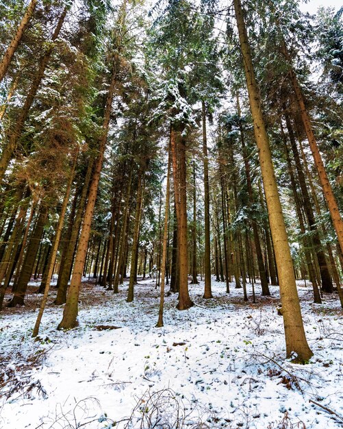 Foto alberi su un campo coperto di neve nella foresta da una vista a basso angolo