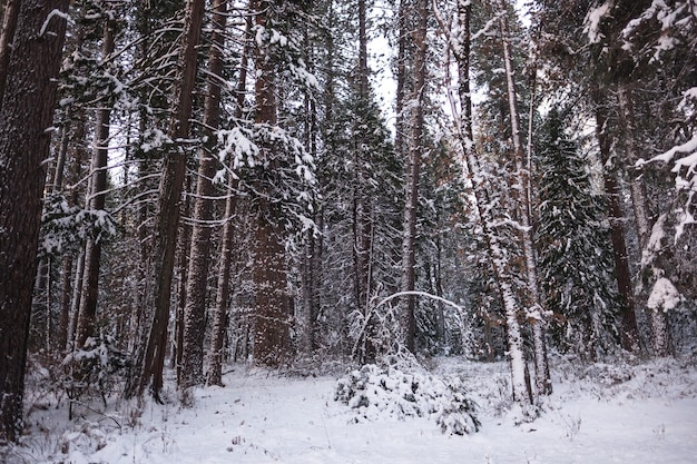 Photo trees on snow covered field in forest