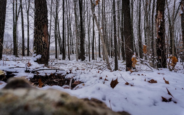 Foto alberi su un campo coperto di neve