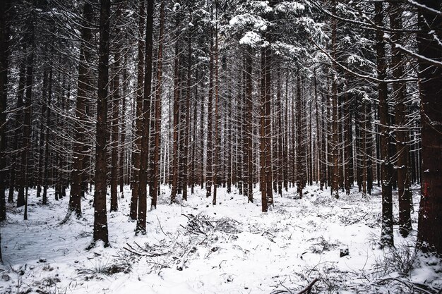 Photo trees in snow covered forest