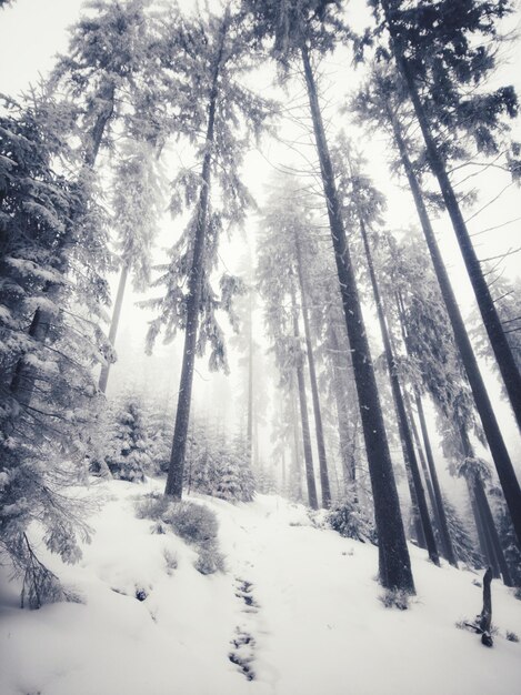 Trees in snow covered forest