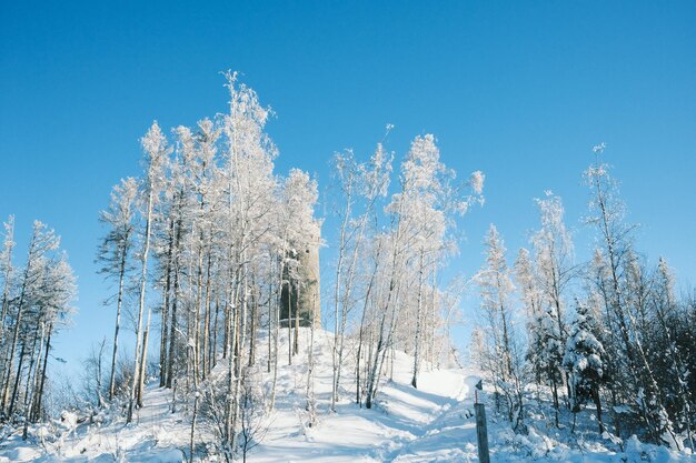 Trees on snow covered land against blue sky