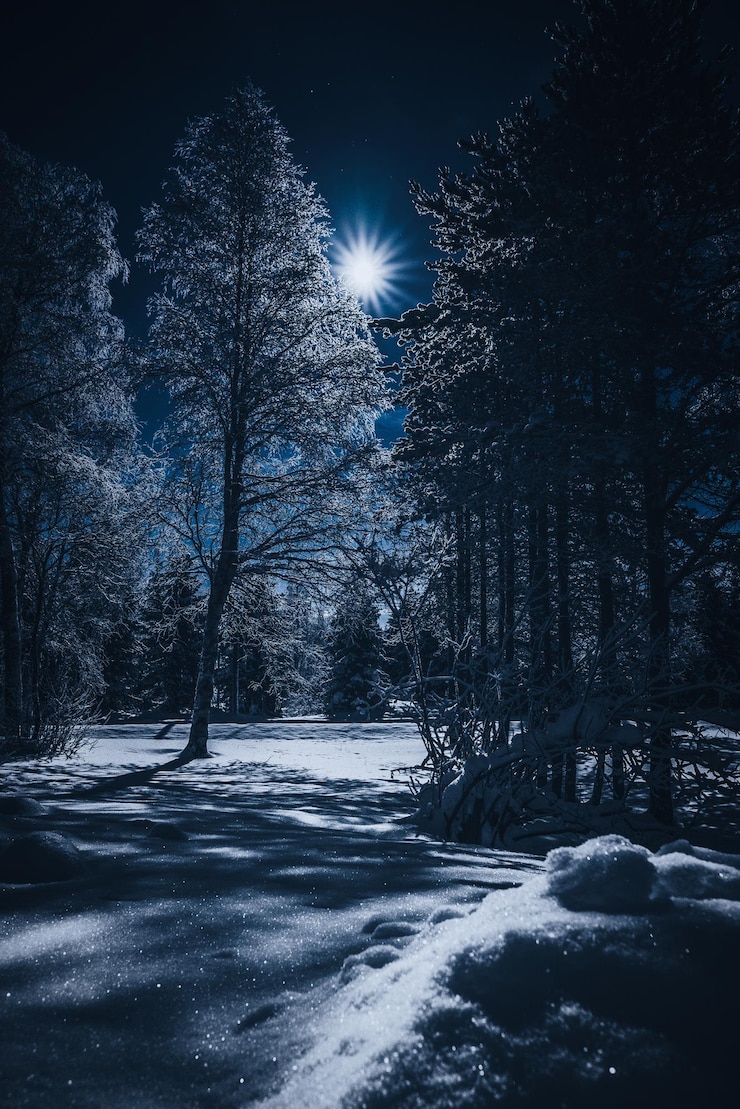 Фотография деревья на покрытой снегом земле на фоне ночного неба