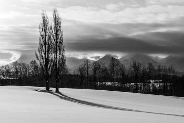 Photo trees on snow covered land against sky