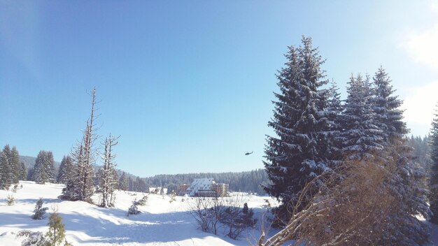 Trees on snow covered land against sky