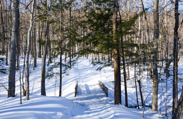 雪に覆われた土地の木