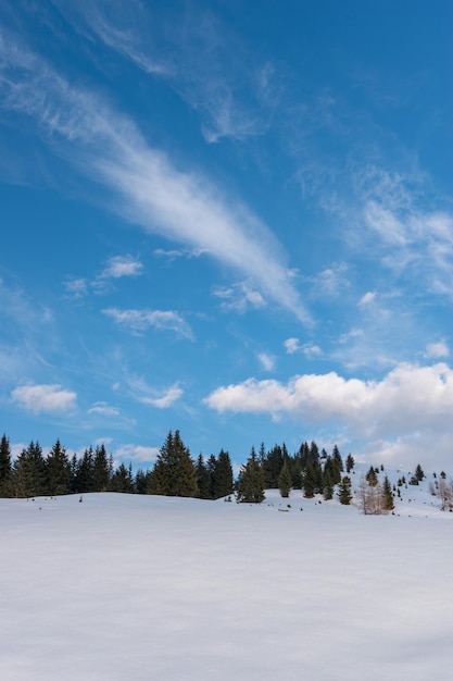 Trees on snow covered landscape against blue sky