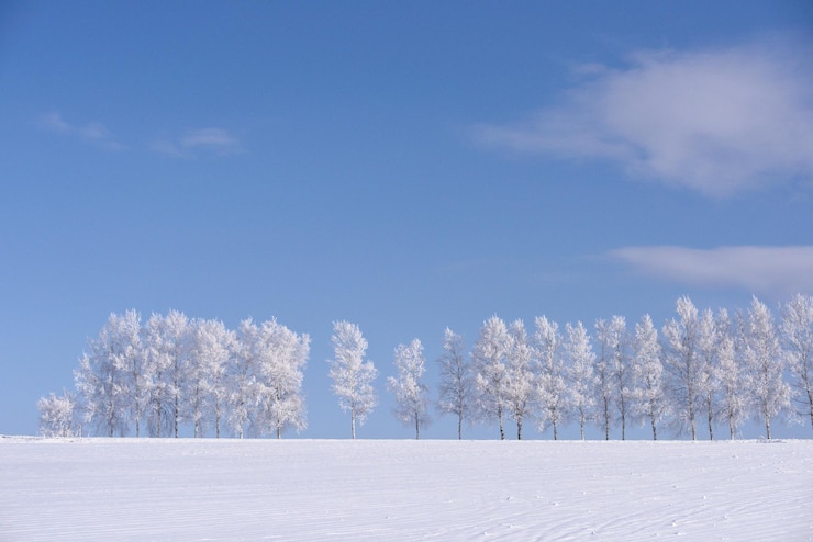 Photo 雪覆蓋的樹木和藍天背景下的風景