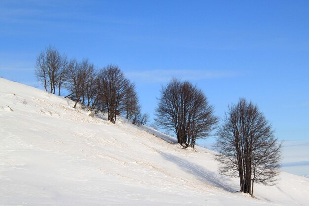 Trees on snow covered landscape against clear blue sky