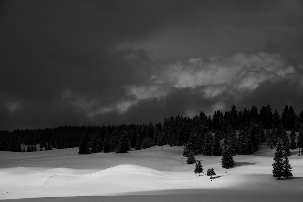 Photo trees on snow covered landscape against sky