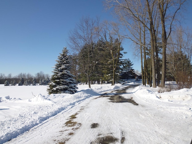 Trees on snow covered landscape against sky