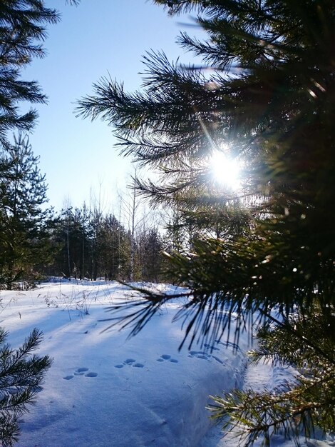 Trees on snow covered landscape against sky