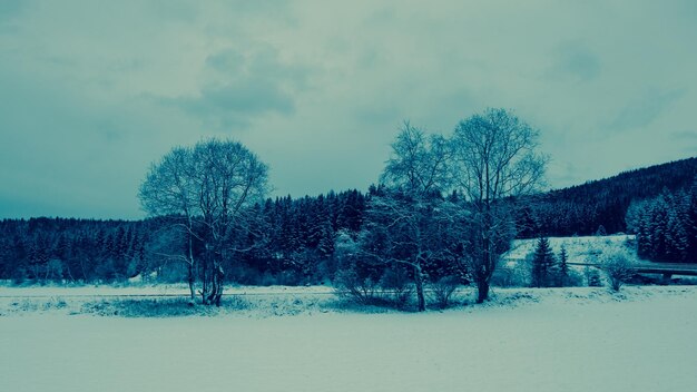 Trees on snow covered landscape against sky