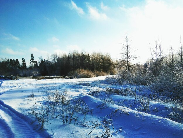 Trees on snow covered landscape against sky