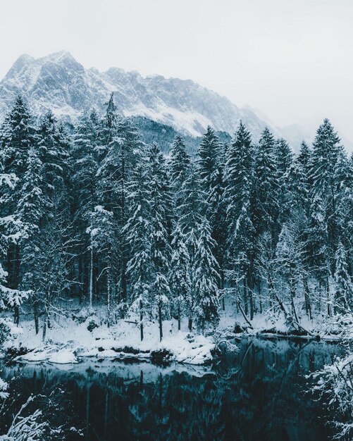 Trees on snow covered landscape against sky