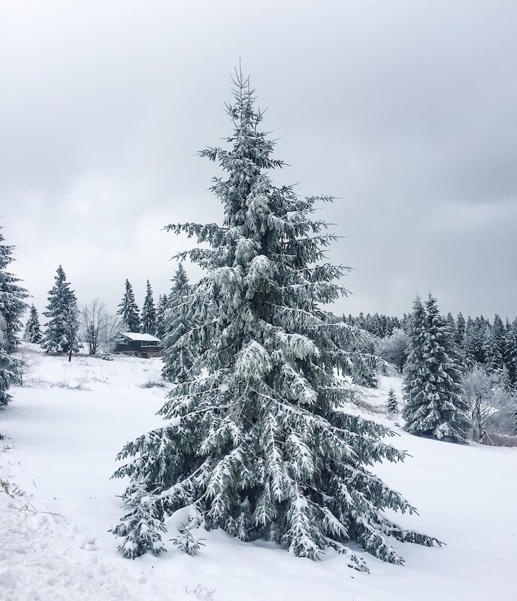 Photo trees on snow covered landscape against sky