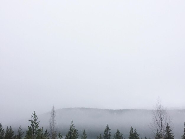 Photo trees on snow covered landscape in foggy weather