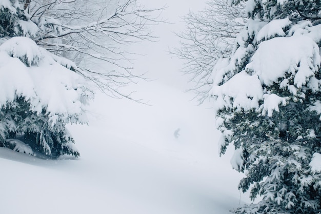 雪に覆われた風景の木々