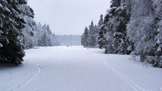 Trees on snow covered landscape