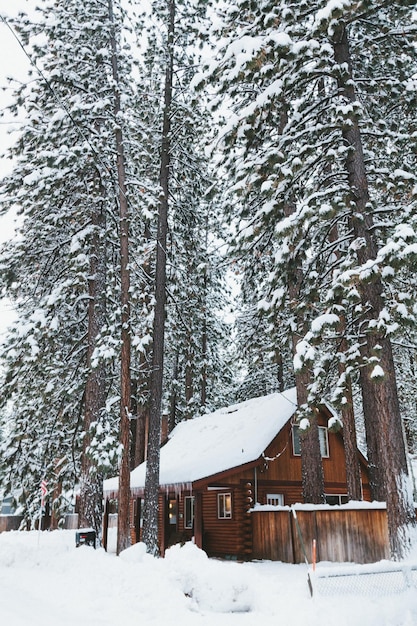 Trees on snow covered landscape