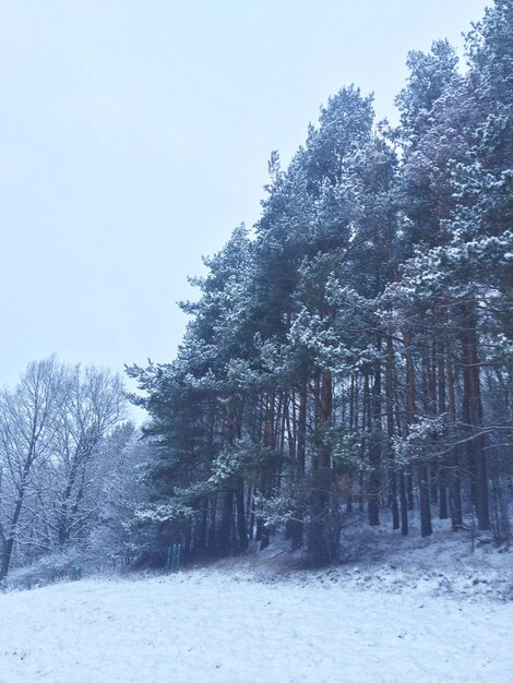 Trees on snow covered landscape