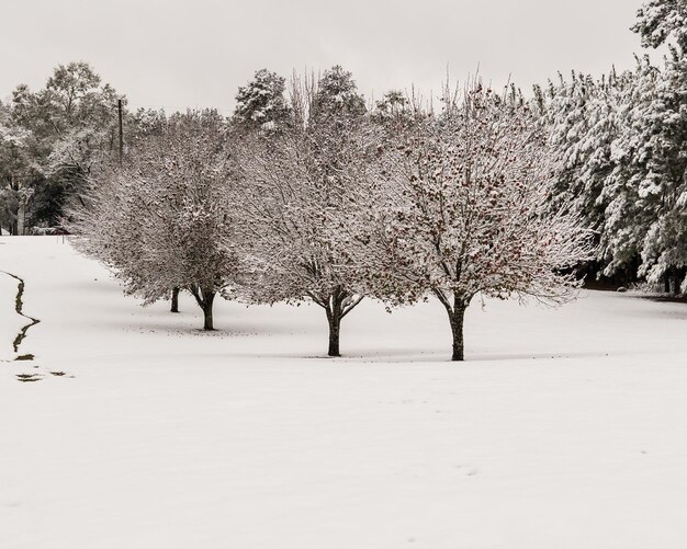 Foto alberi su un paesaggio coperto di neve