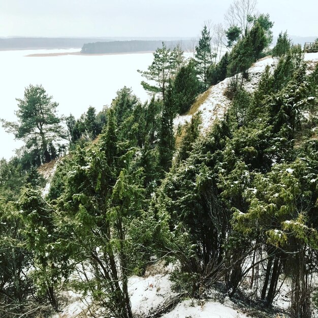 Trees on snow covered landscape