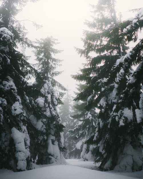 Trees on snow covered landscape