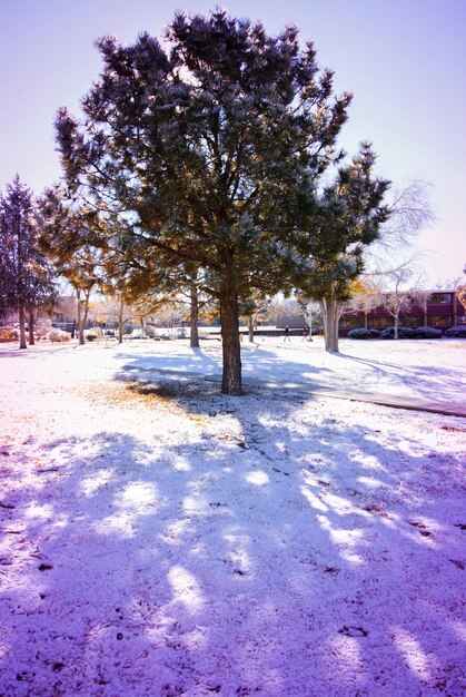 Trees on snow covered landscape