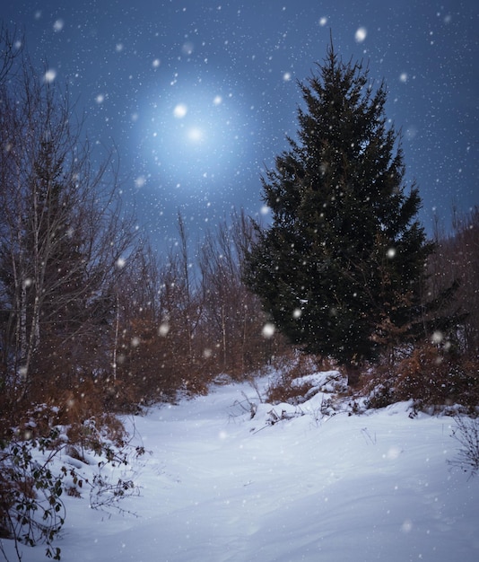 Foto alberi su un paesaggio coperto di neve