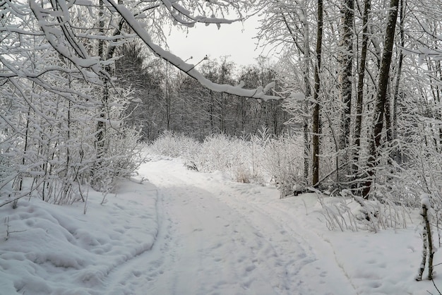 Alberi nella neve su una strada forestale. paesaggio invernale. regione di leningrado.