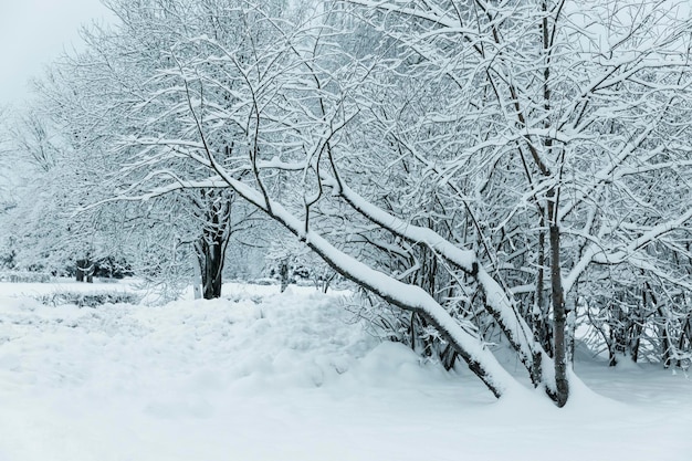 Деревья в снегу в парке. Красивая зимняя сказка.