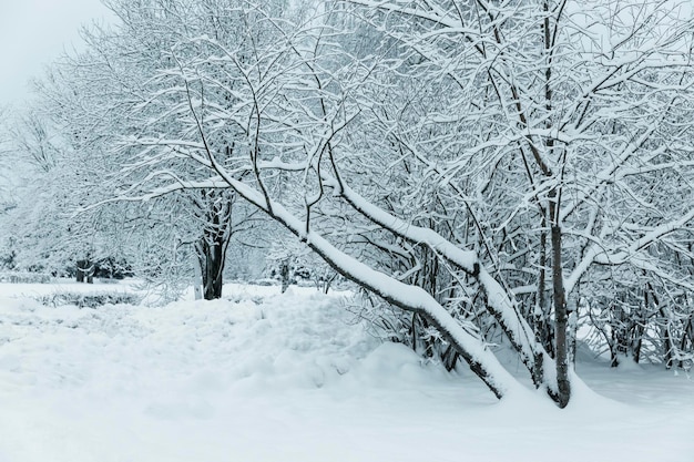 Trees in the snow in the park. A beautiful winter fairy tale.