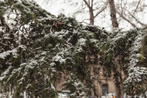 雪の冬の風景の木