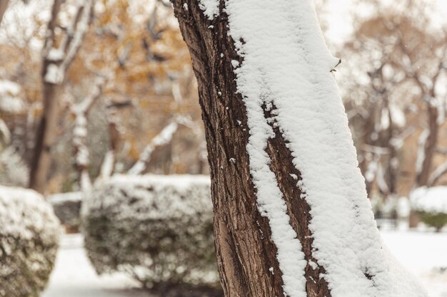 Trees in the snow winter landscapes