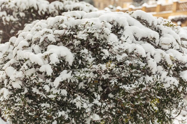 雪の冬の風景の木