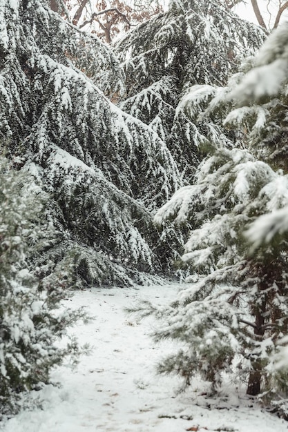 Trees in the snow winter landscapes