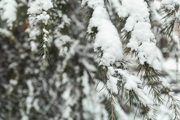 Trees in the snow winter landscapes