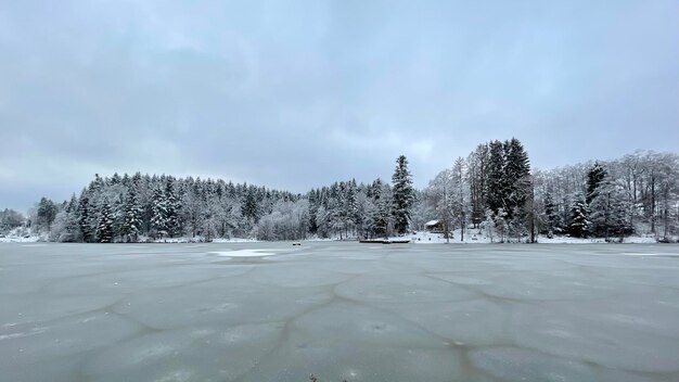 Trees on snow with lake snow covered land against sky