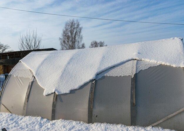 Foto alberi sulla neve