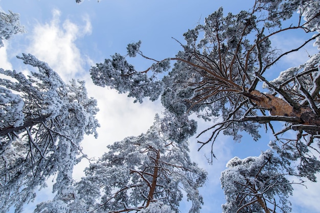 雪の中の木