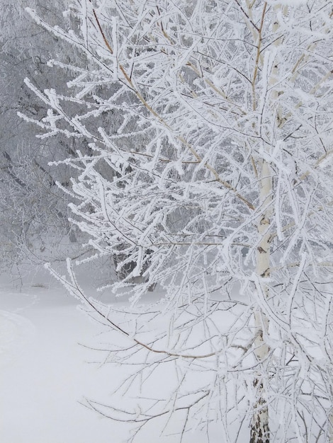 Trees in the snow