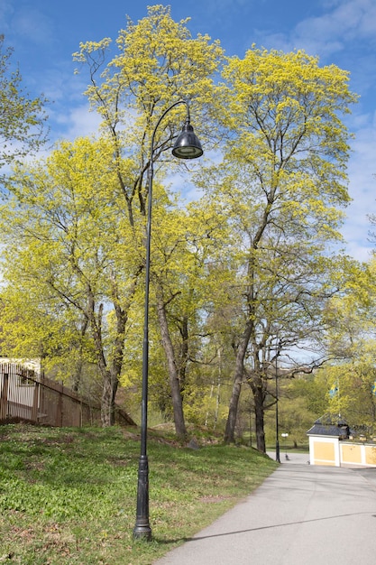 Photo trees in spring djurgarden island park, stockholm, sweden