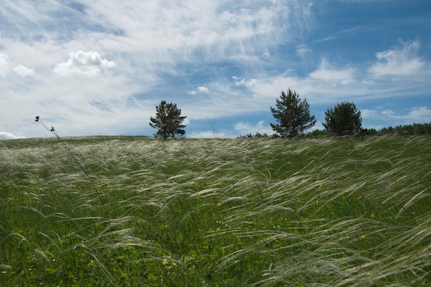 Trees stand on a cornfield against a blue sky with clouds