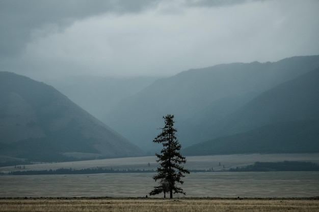 Фото Деревья стоят в тумане на фоне горы в республике алтай