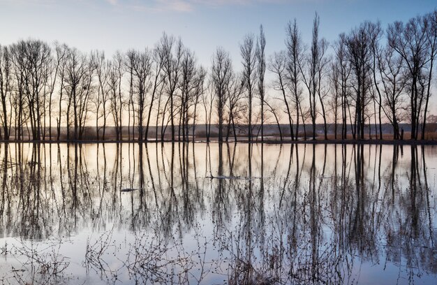 Trees standing in water during a spring high water