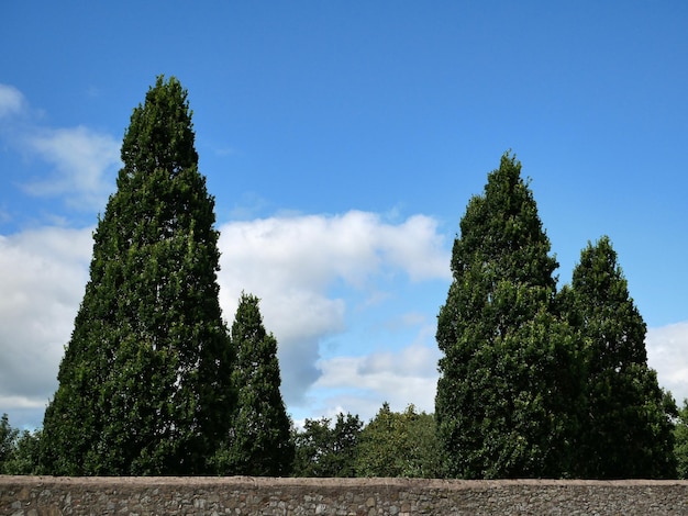 Foto alberi sopra lo sfondo del recinto di pietra