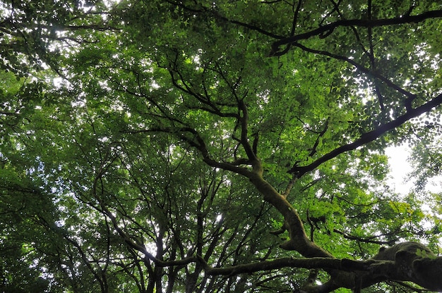 Trees at summer in France