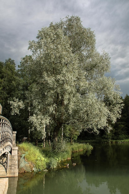 Gli alberi nel parco estivo