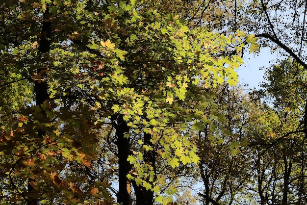 trees in the summer park